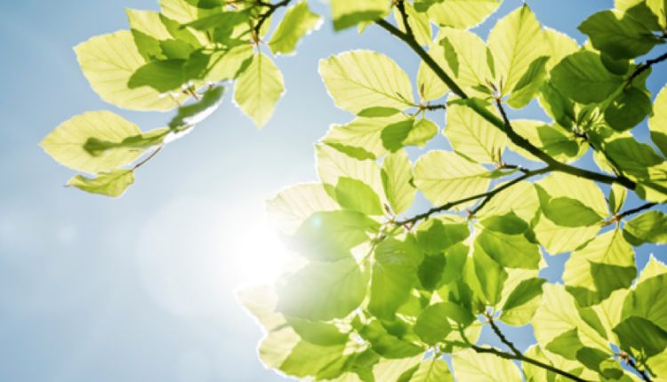 FirstEnergy issues RFP for Solar Energy Credits

