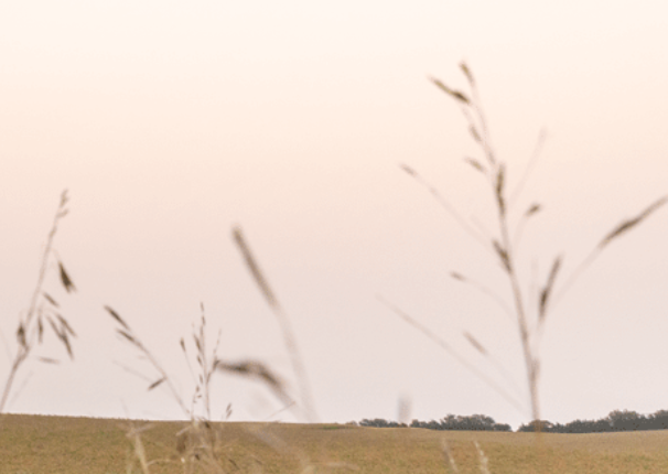MSD Secures PPA for Texas Solar Center

