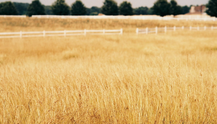 Leeward Renewable Energy acquires Honey Creek solar project from TGE

