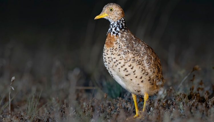 Plains-wanderer - Australia