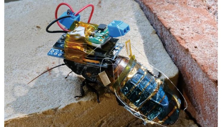 Solar powered cyborg cockroach