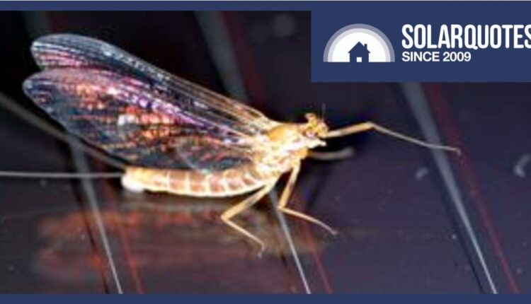 A mayfly rests on a solar panel