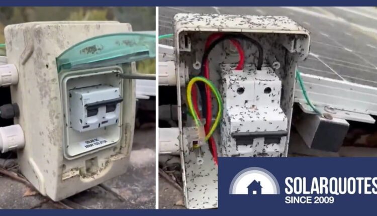 Ant infestation in solar rooftop DC isolator.