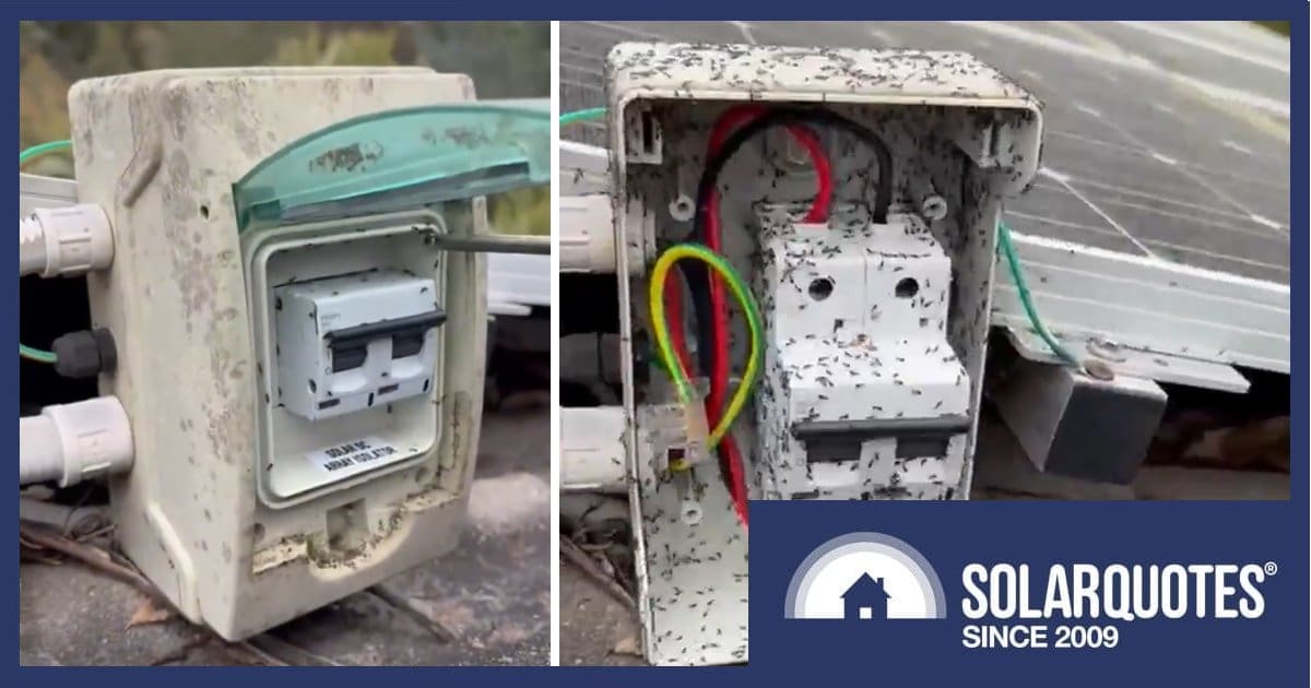 Ant infestation in solar rooftop DC isolator.